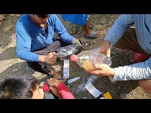 Mango Cracking and Falling: cause and prevention