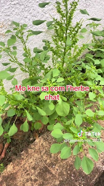 Racine de l’herbe chat : Découverte et traditions