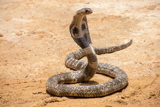 20 Crazy King Cobra Facts - Fact Animal