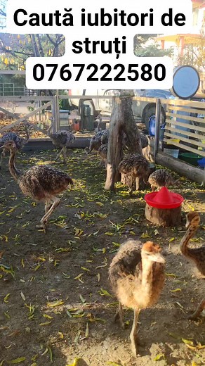 Mihai Turcea on Reels