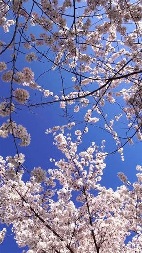 1.6K views · 24 reactions | Consider this your sign to book a spring trip to Washington D.C.  The best part? We handle all the planning for you! Give us a call to get started. https://www.amtrakvacations.com/destinations/washington-dc?utm_source=facebook&utm_medium=sm&utm_campaign=jan25 | Amtrak Vacations | Facebook