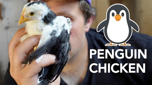 We have the strangest chickens living on our farm