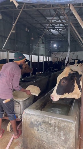 Oxen feeding the cows 🐄🌽#cow #food #villagelife #farming