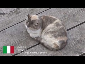 Rome, Italy /// Cats at Largo di Torre Argentina /// Vodo Travel