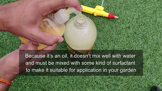 Neem oil insecticide is often a great solution if you are having problems with insects, mites, or fungi bothering your plants. | Terrace & Gardening