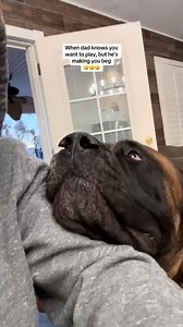 Bowser is OBSESSED with the hose (and always gets what he wants) #bowser #giantdog #cutedog #cutedogs #puppies #dogvideos | Bowser The Giant Mastiff