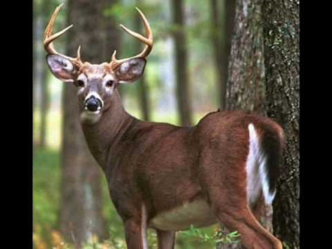 animals vocabulary in english