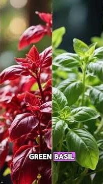 Red Basil: Longevity Secret or Toxic? 🌿🧬
