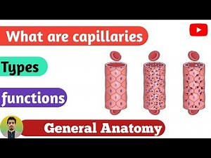What are capillaries. Types of capillaries. General Anatomy lecture no 27.