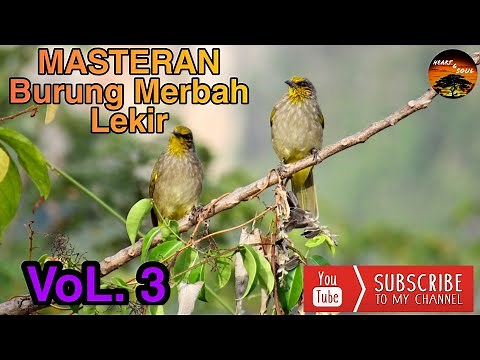Suara memikat burung merbah LEKIR - merbah kuning