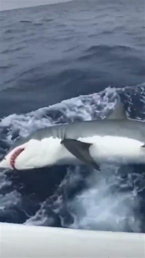 Shark EXPLODES Out of the Water Right Next to Boat 😳🦈