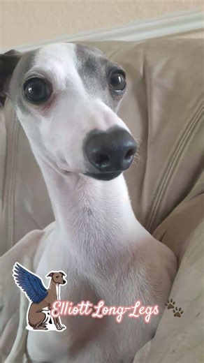 Mr. Long-Legs looks out the window. #grayhound #italiangrayhound #iggydog #puppy #cutedogs #Iggy's