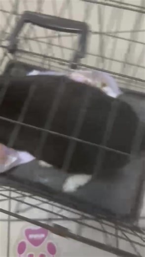 HAPPY UPDATE !!!! OUR TARGET HAS BEEN MEET AS A WONDERFUL DONOR WHO WANTS TO REMAIN ANONYMOUS HAS DONATED THE REST OF THE FUNDS AND WE ARE NOW AT 500 POUNDS!! HEARTBREAKING UPDATES. Krypton CANNOT have his surgery! With adoptions at all times low and a huge decreased in donations, we simply don't have the funds to send Krypton to surgery for his anus prolapse... To say this is sad and disturbing, is an understatement… We have received a total of 141 pounds from our 1 pound Friday and 33 pounds i