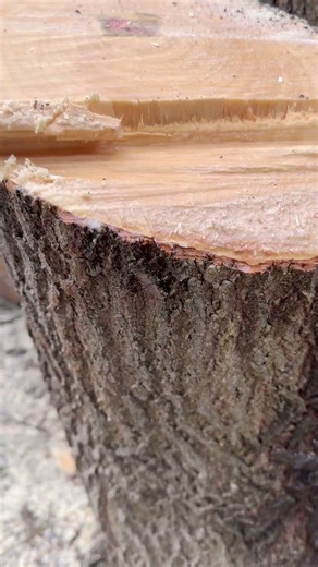 Didn’t expect this much sap flow 😳🌲 #treework #sap #wood #satisfying #asmr