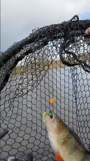 A BIG PERCH ATTACKS UNDER A BUSH