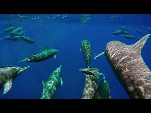 Opens June 9 | Oceans: Our Blue Planet