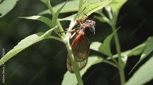 Brood X1X (19) Cicada on a green plant, with ambient sound of cicadas, May 2024 in Chapel Hill, North Carolina