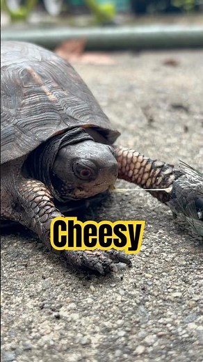 Eastern Box Turtle HUNTS a Cicada! 🐢🪰😲