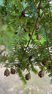Being curiously honest with the tiny pine cones. | MaryJane Hogan
