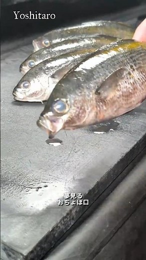 ⚠️45 Seconds to Understand‼️【Takabe: How Different Eating Styles Change How You Fillet Them】Fille...
