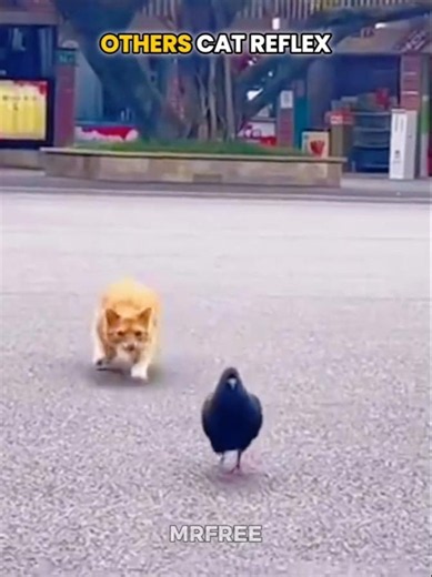 Others Cat Fast Reflex vs Last One