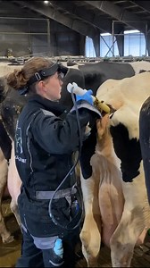 Modern Farming Methods | Cow Farm