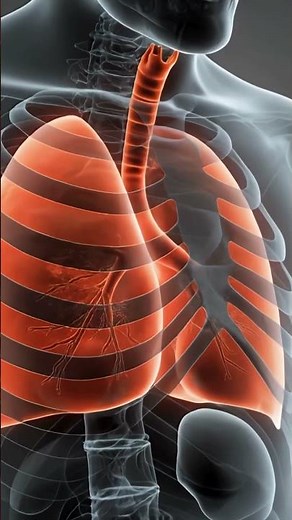 Inside an Infected Lung: What Really Happens