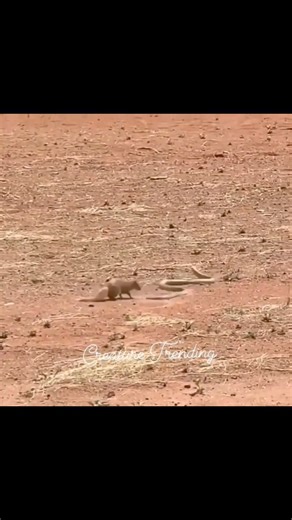 20K views · 203 reactions | EPIC BATTLE ALERT! Watch as this fearless mongoose takes on a sly snake in a heart-stopping fight to the finish! Who will reign supreme? #MongooseVsSnake #WildlifeWarriors #ReptileRivalry #FurryFury #SnakeSquad #MongooseMastery #WildAndWicked | Creature Trending | Facebook