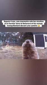 La provocation 😭😭 | Humour Videos