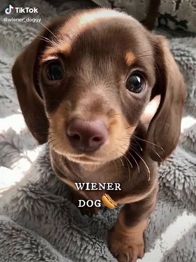 wiener dog, wiener dog, how did you get so long?🌭|| #fyp #foryou #foryoupage #wienerdog #dog #dogsoftiktok #viral #wiener #long #longdog #viraldog #cute #funny