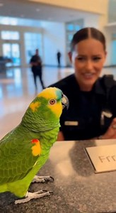 Parrot Gives Orders, Cop Follows | Emojis world