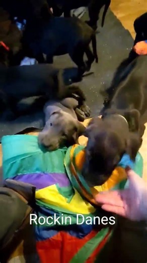 AKC Champion Great Dane Pups! 7 weeks old! #cutepuppies #puppy #cutepuppy #cuteanimal #puppy #tiktok