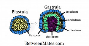 Differenz zwischen Blastula und Gastrula Unterschied zwischen - Andere 2026