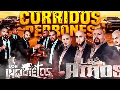 DUELO DE TITANES: Los Inquietos del Norte vs. Los Amos | Corridos para la Parranda 🔥