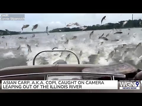 Caught on camera: Asian Carp assault on the Illinois River