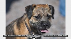 How to Brush and Deshed Your Border Terrier: Tips for a Healthy Coat