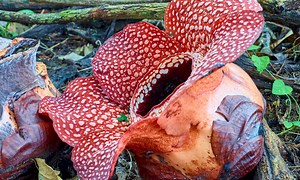 Rafflesia Is The World Largest Flower