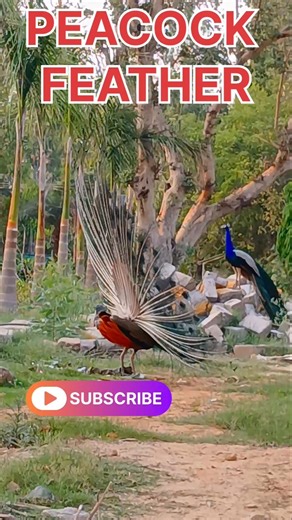 Indian National Bird feathers