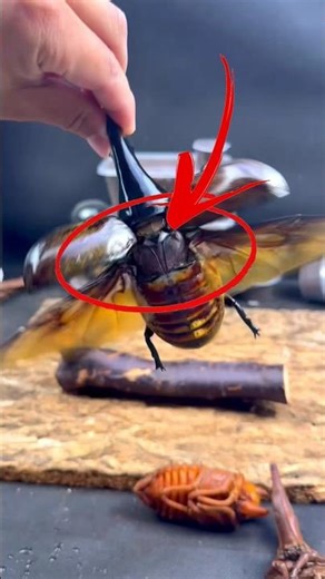 🚨 Giant Beetle Takes Flight! 🪲 Unbelievable Insect Power! #insects #insects #bugs