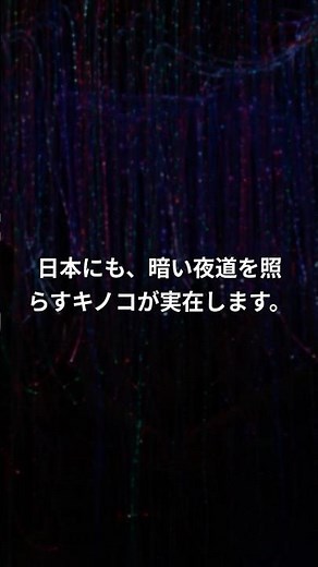 夜道を照らす光るキノコが日本にも存在した