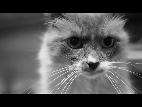 Focus shift: A quick demonstration