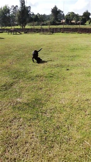 #puppy #cockerspaniel #dogshorts