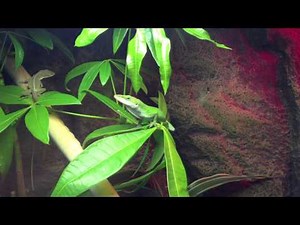 Green anole mating ritual