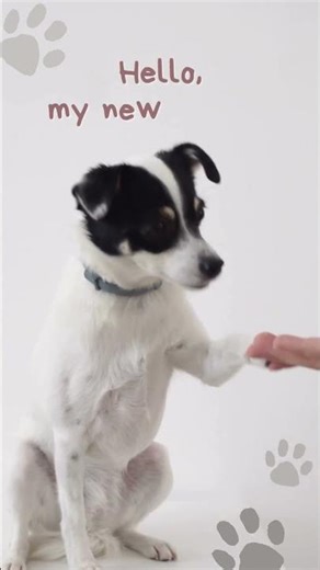 Cute Puppy Saying Hello 🐶 | Adorable Dog Sound #shorts