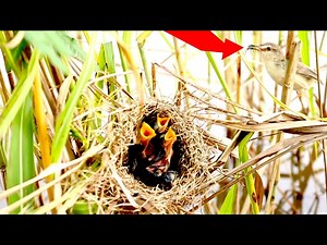 baby of rice bird sparrow criea eat on nest -baby birds in nest