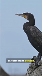 Facts of Cormorant