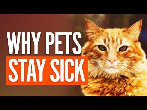#168 - Why Kibble Is Failing Our Pets | A Regenerative Vet Explains