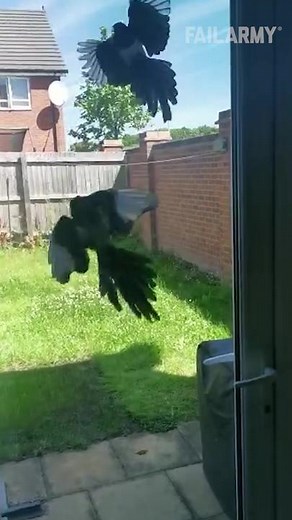 Funny Bird Crash Landing Compilation