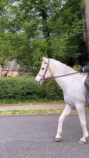 As graduates proceed up Boulevard for commencement, there’s a lot of black and gold, and a horse named Silver. For nearly 20 years now, since our very first Commencement as Anderson University, Bill Payne has saddled up Silver, a beautiful gray Anglo Arabian breed horse with thoroughbred ancestry, leading the procession of graduates to the historic Alumni Lawn at Anderson University.The tradition began from Dr. Whitaker's desire to make commencement as special as it could be. Owner/rider Bill Pa