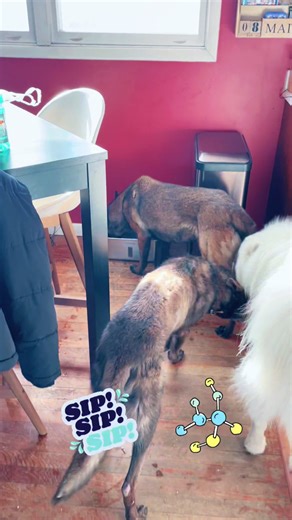 becausedogs (@becausedogs)’s videos with Feierabend - Peter Alexander